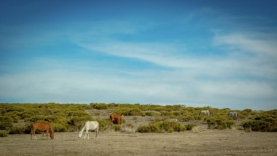 Field of Spanish Horses Photograph by Henri Irizarri