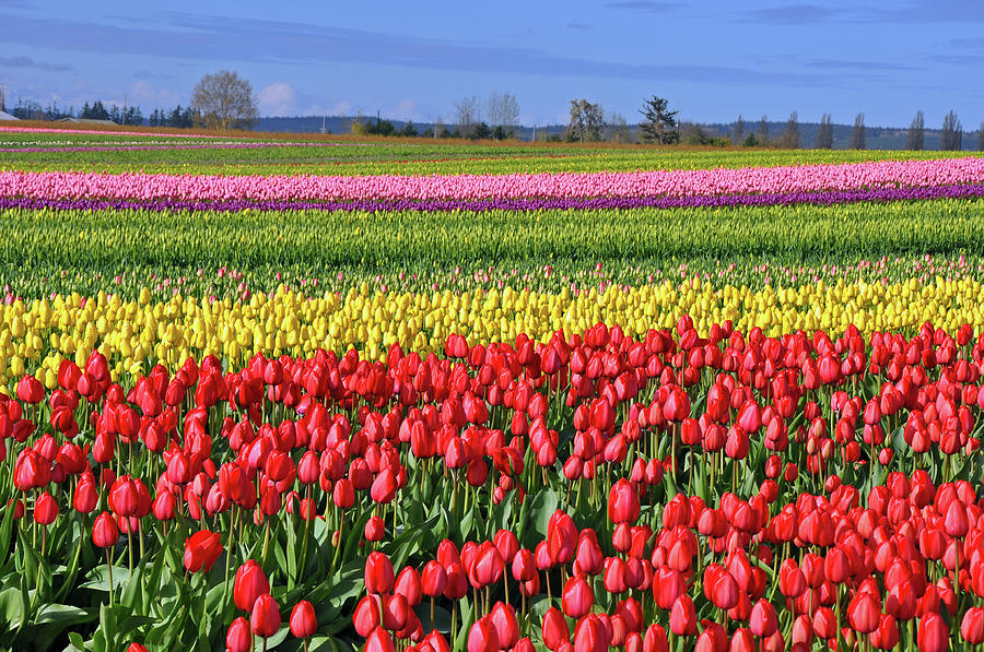 Field of spring tulips Photograph by Ingrid Perlstrom | Fine Art America