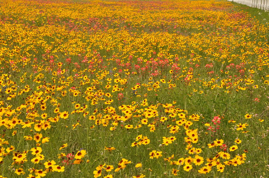 Field of Spring Wildflowers Photograph by Frank Madia
