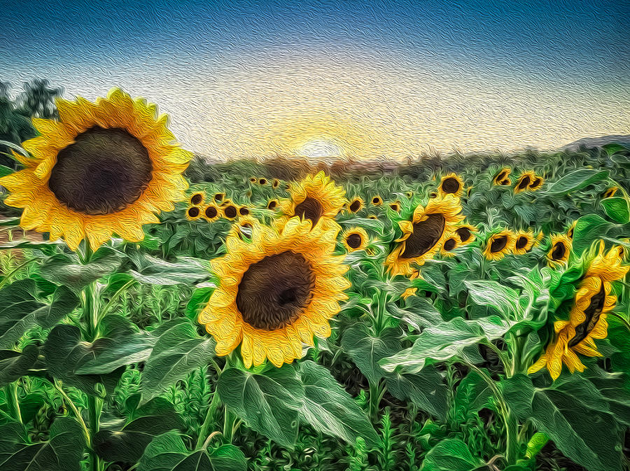 Flower Photograph - Field of Sun by Dave Hall