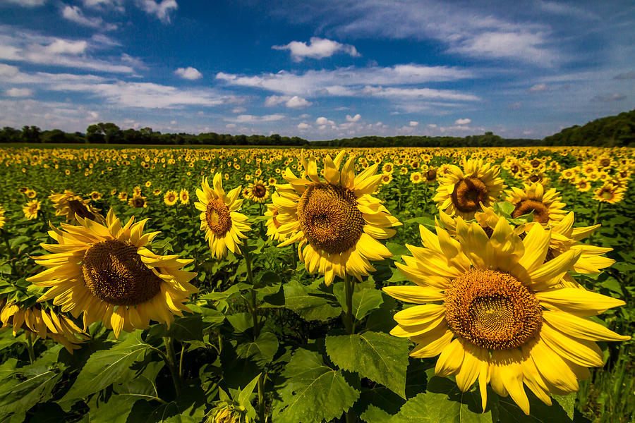Field of Sun Photograph by Ron Pate
