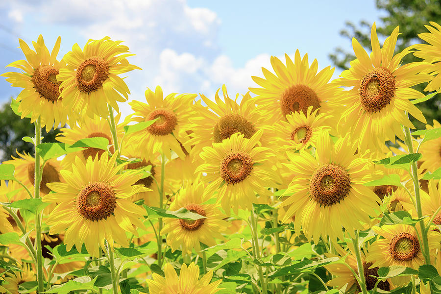 Field of Sunflower Sunshine Photograph by Joni Eskridge
