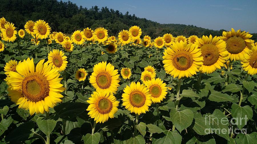 Field of Sunflowers Photograph by Anita Adams
