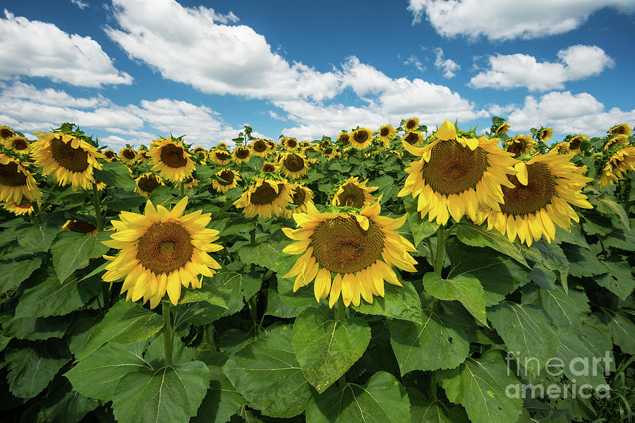 Field of Sunflowers at Oakridge Farm, Summer 2016 - New England Scenic Photograph by JG Coleman