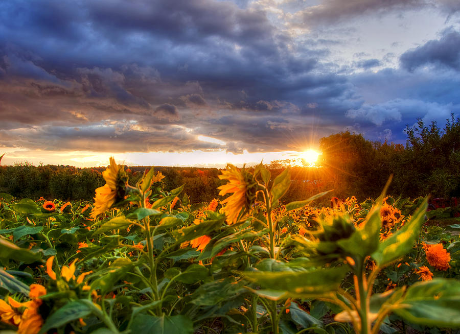 Field Of Sunflowers At Sunset Photograph