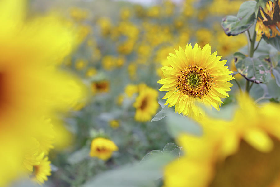 field of sunflowers by Iuliia Malivanchuk Photograph