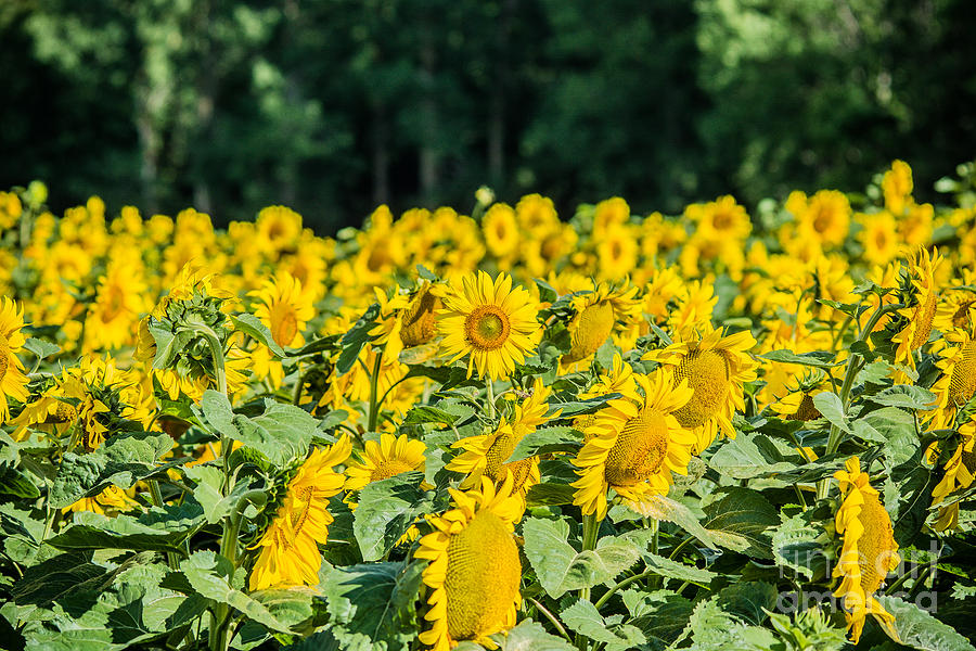 Field of Sunflowers Photograph by Cheryl Baxter