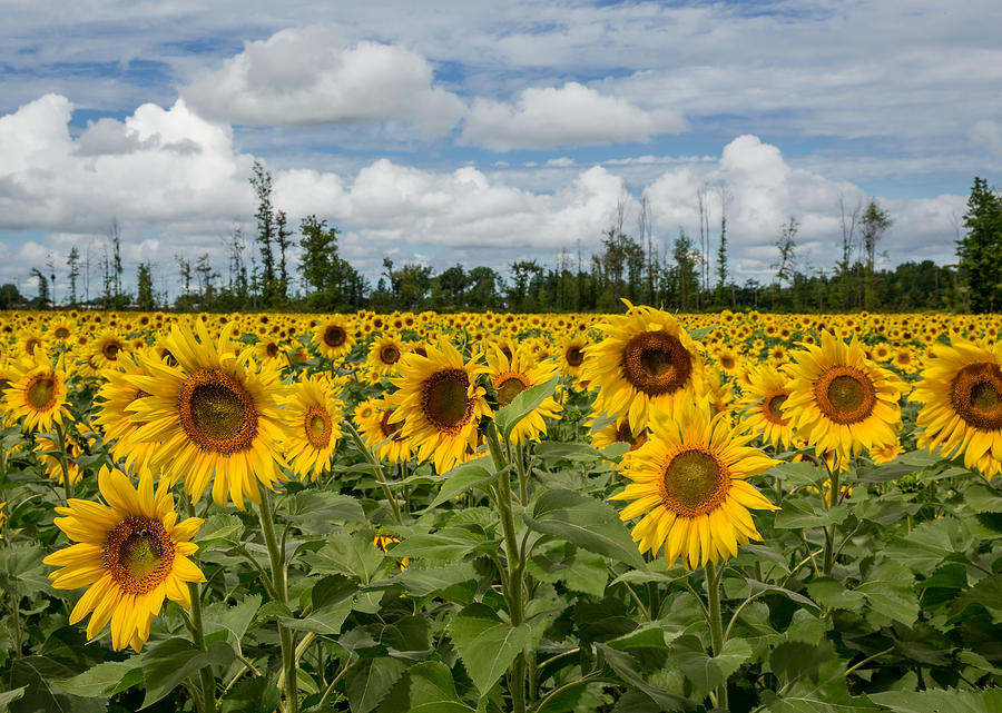 Field Of Sunflowers Photograph by Dale Kincaid