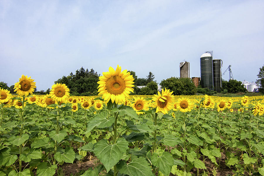 Field of Sunflowers Photograph by Deborah Ritch