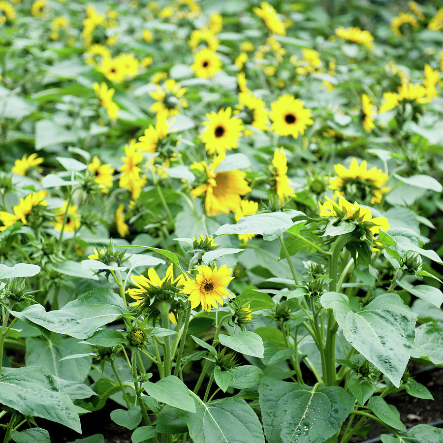 Field of Sunflowers Photograph by Helen Jackson