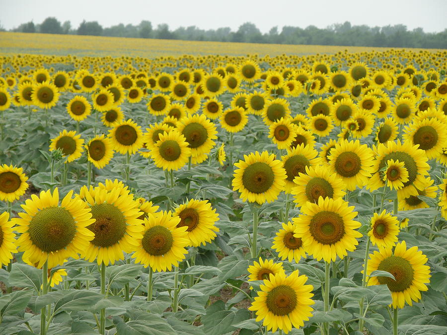 Field of Sunflowers Photograph by Jack Herrington - Fine Art America