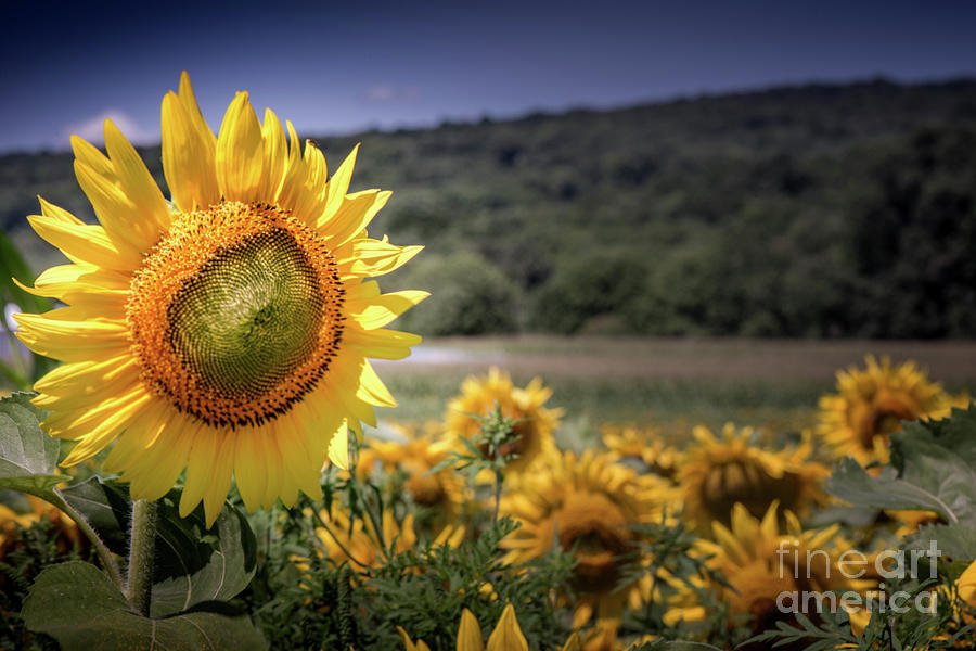 Field of Sunflowers Photograph by Jim DeLillo