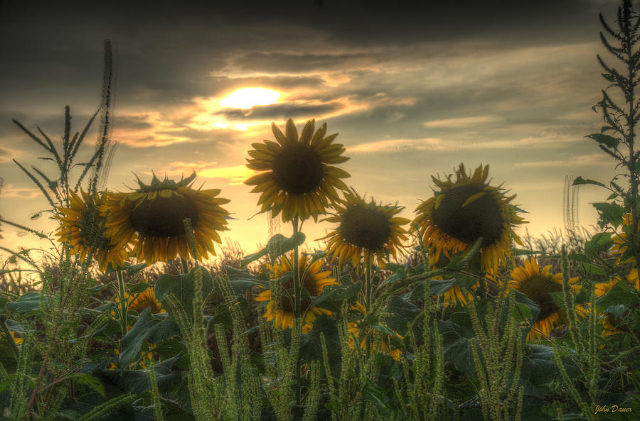 Sunflower Photograph - Field of Sunflowers by John Dauer