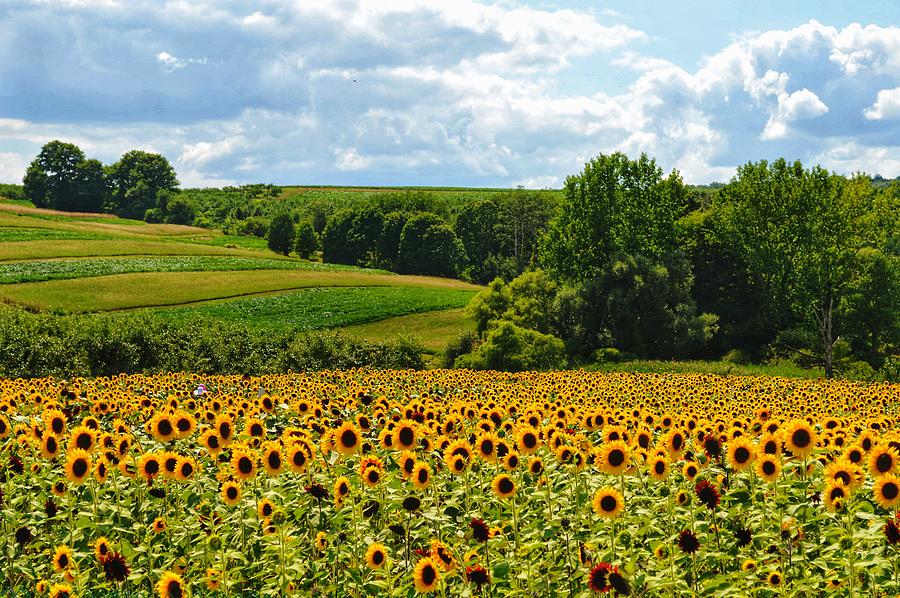 Field of Sunflowers Photograph by Joseph Caban