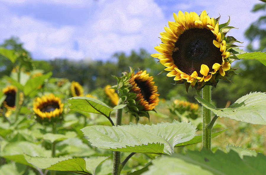 Sunflower Photograph - Field of Sunflowers by Laurie Perry