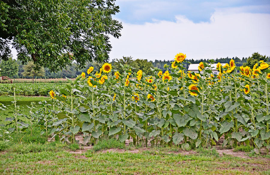 Field of Sunflowers Photograph by Linda Brown