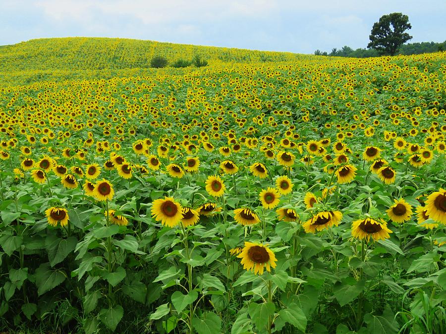 Field of Sunflowers Photograph by Lori Frisch