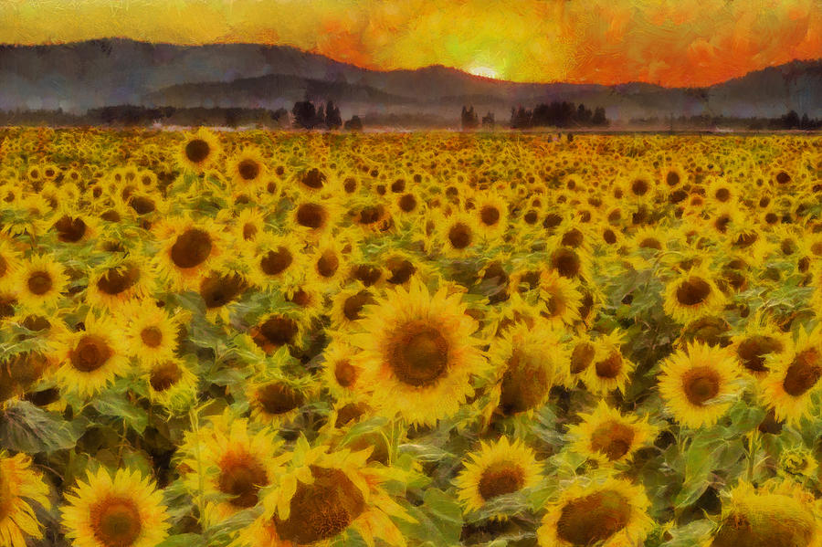 Sunflower Photograph - Field of Sunflowers by Mark Kiver