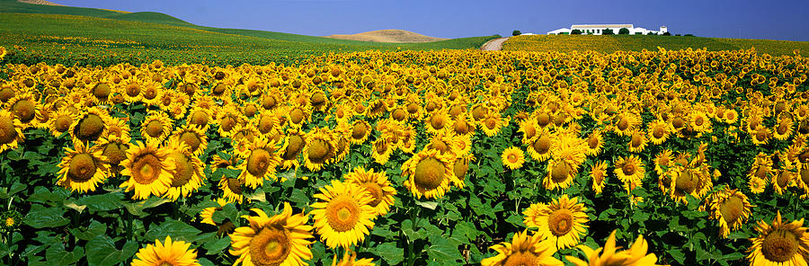 Sunflower Photograph - Field Of Sunflowers Near Cordoba by Panoramic Images