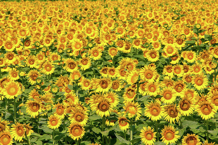 Field of Sunflowers Photograph by Steve Stuller