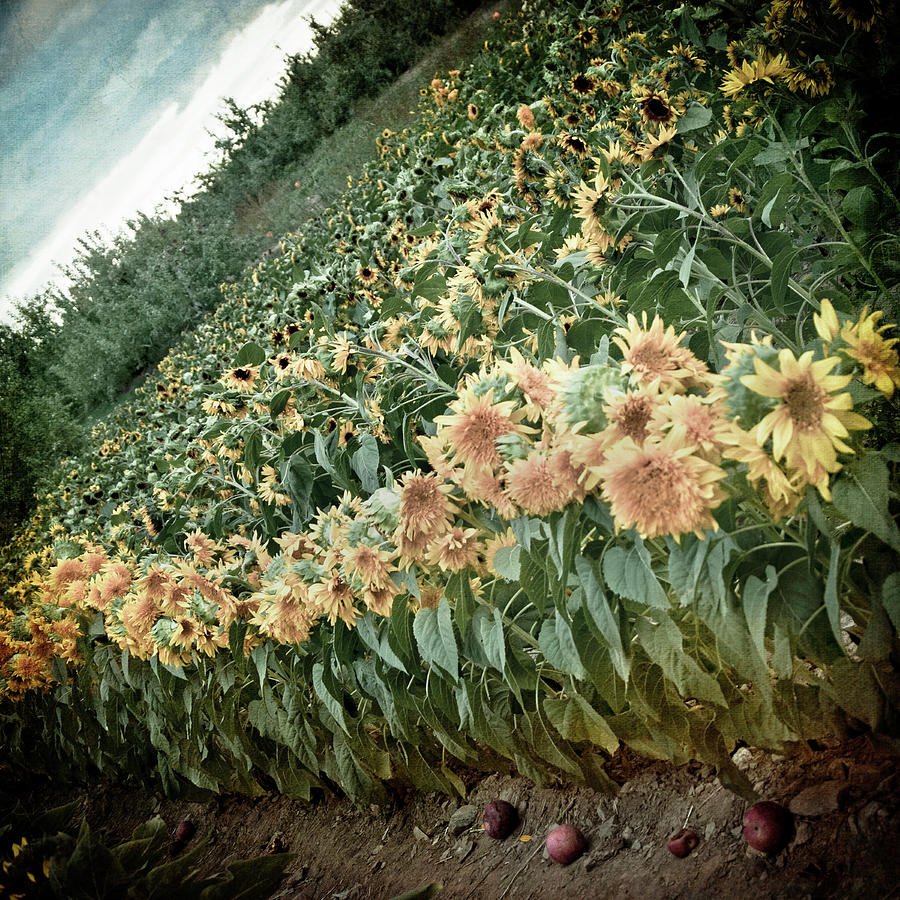 Field of Sunflowers - Vintage Farm Art Photograph by Joann Vitali