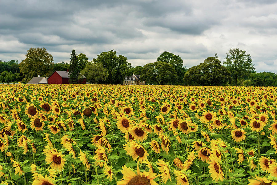 Field of Sunshine Photograph by Louis Dallara