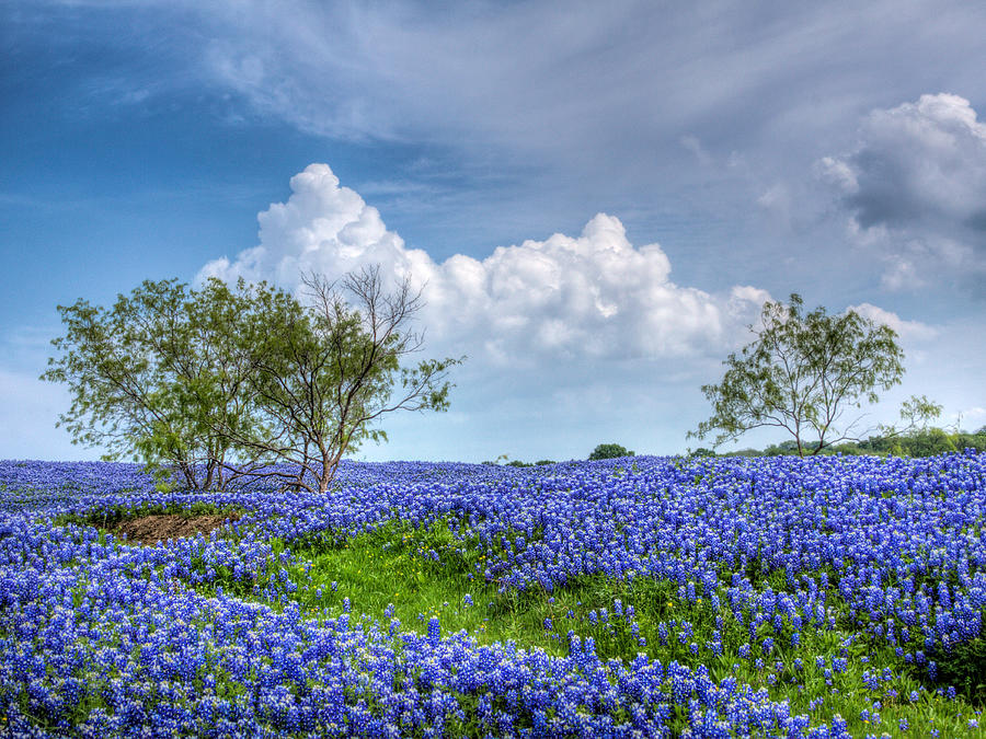Nature Photograph - Field of Texas Bluebonnets by David and Carol Kelly
