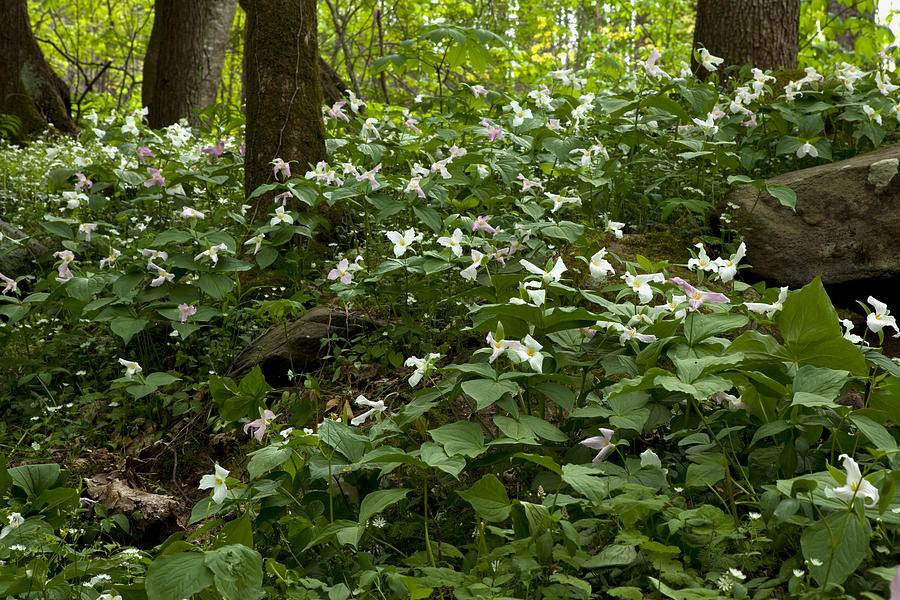 Field of Trillium 2833 Photograph by Peter Skiba