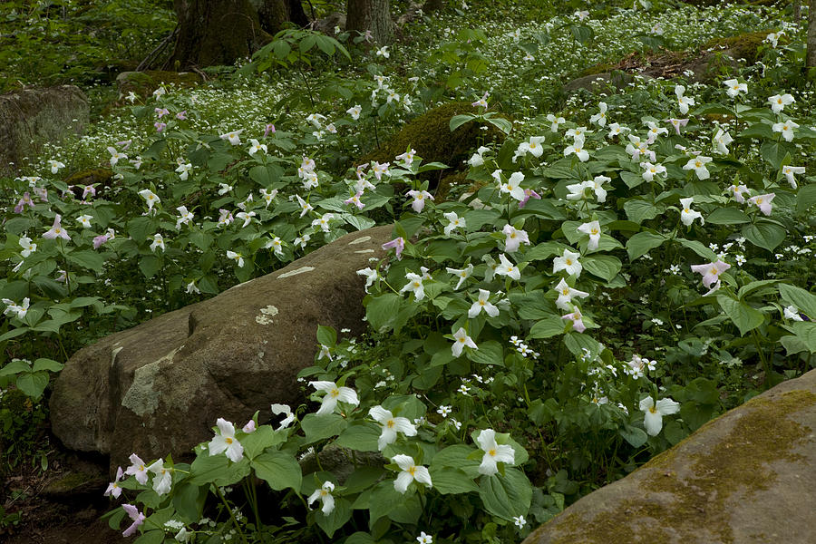Field of Trillium 2841 Photograph by Peter Skiba