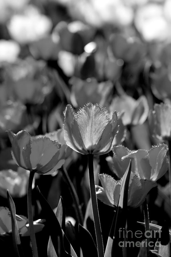 Field of Tulips Photograph by Dariusz Gudowicz