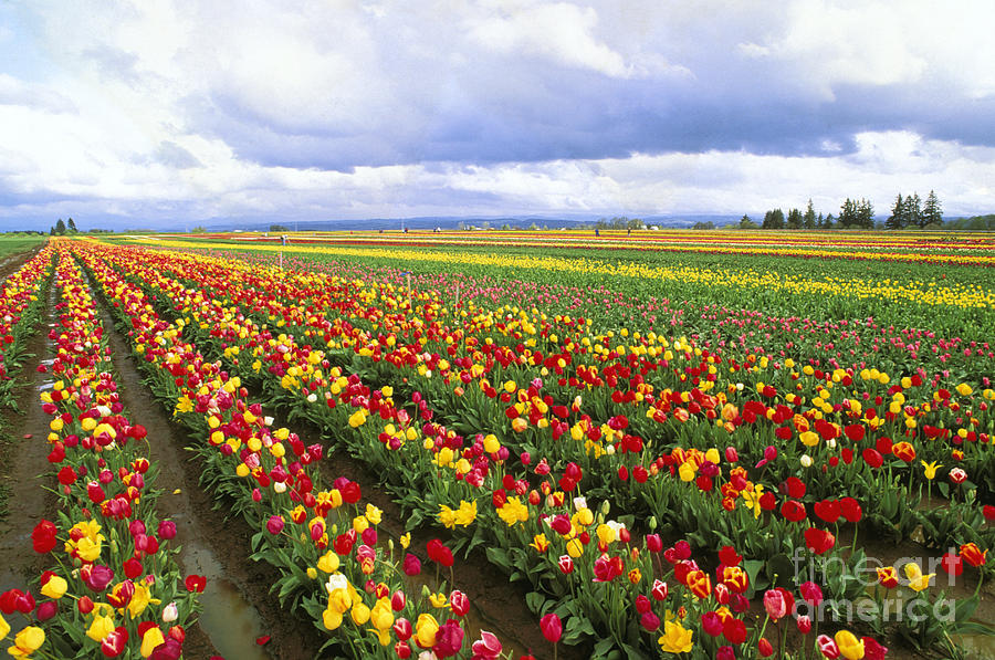Still Life Photograph - Field Of Tulips by Greg Vaughn - Printscapes