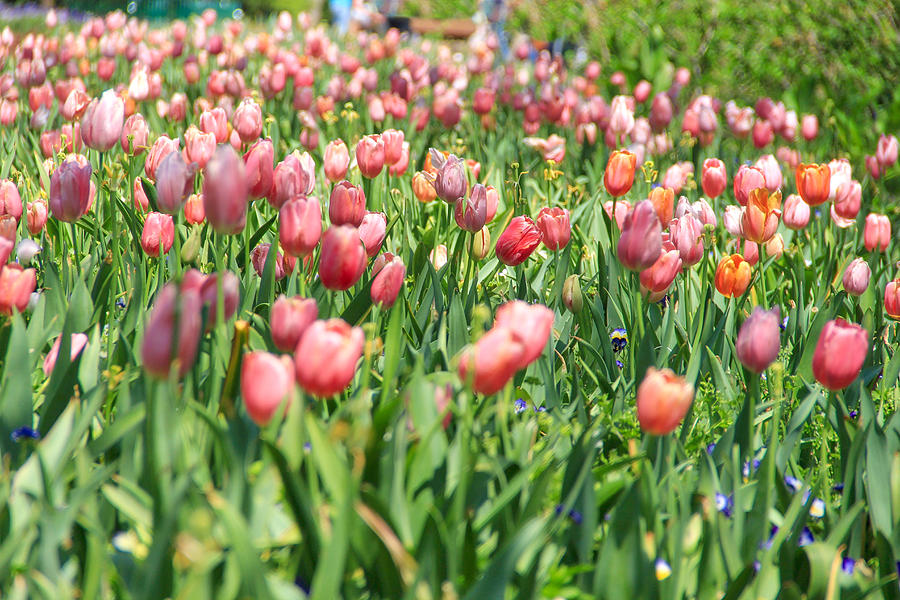 Field of Tulips   Photograph by Linda James