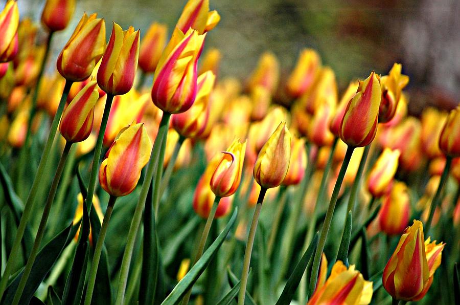 Field of tulips Photograph by Paula Laschenski SNDdeN - Fine Art America