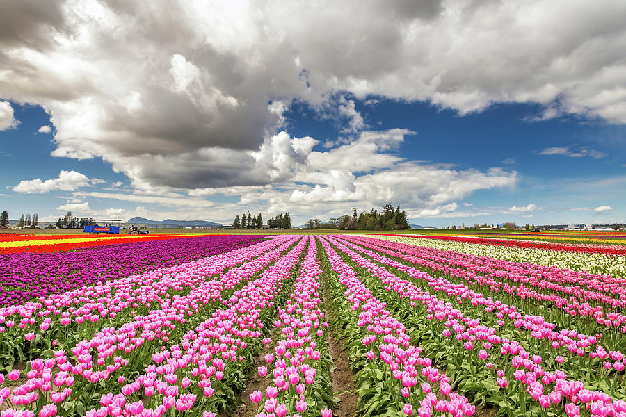Field of Tulips Photograph by Pierre Leclerc Photography