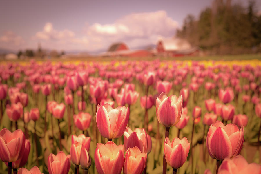Field of Tulips Photograph by Rebekah Zivicki