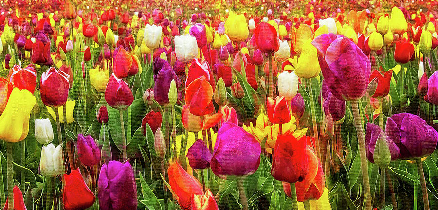 Flower Photograph - Field Of Tulips by Thom Zehrfeld
