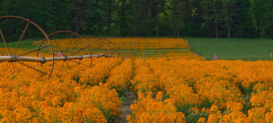 Field of Wallflowers Photograph by Don Schwartz