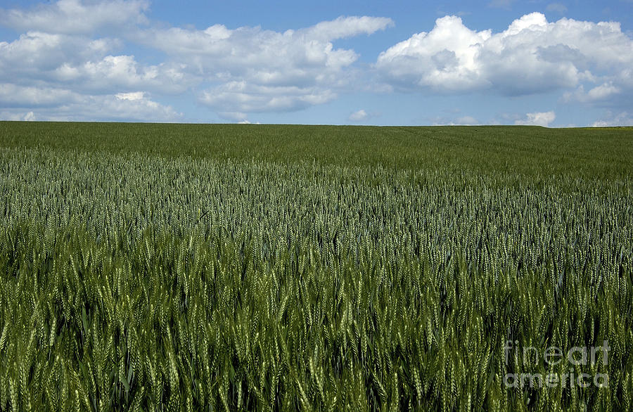 Summer Photograph - Field of wheat by Bernard Jaubert
