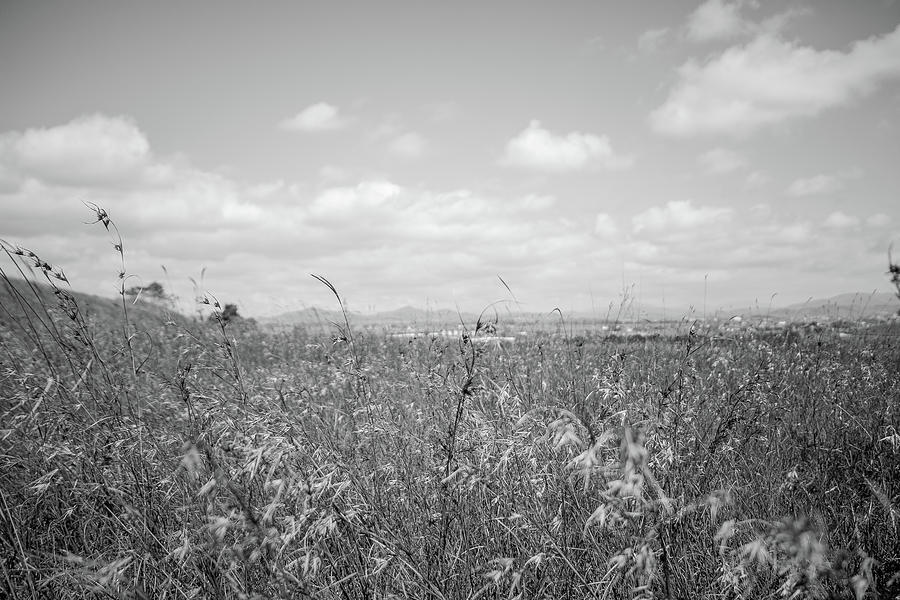 Black And White Photograph - Field of Wheat by Nathaniel H Broughton