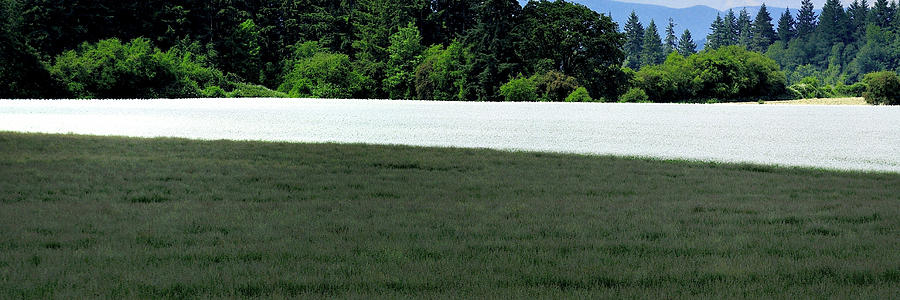 Field of White Mustard 1465 Photograph by Jerry Sodorff