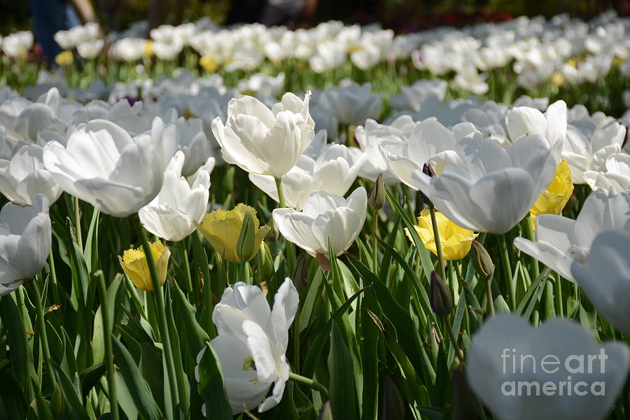 Field of White Tulips Painting by Constance Woods