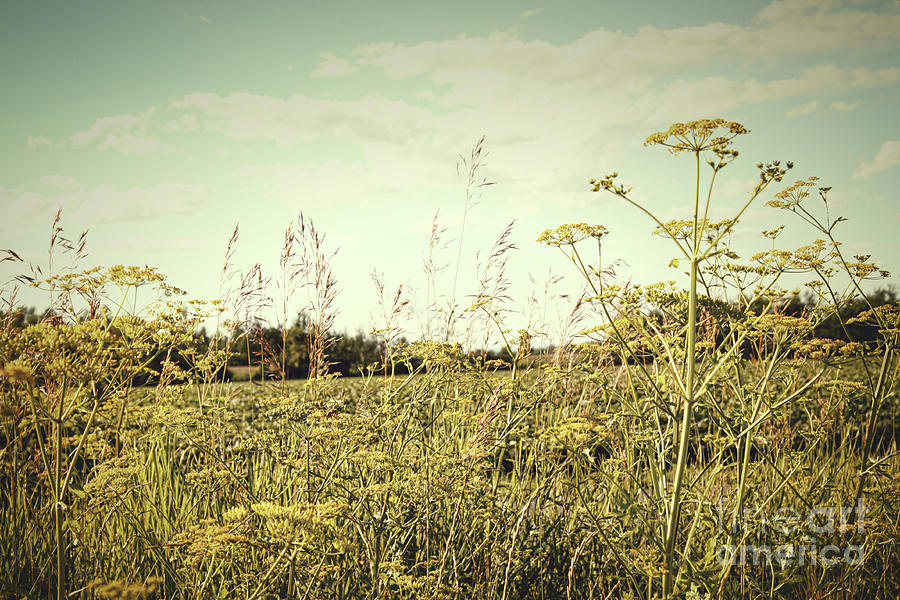 Nature Photograph - Field of wild dill in the afternoon sun  by Sandra Cunningham