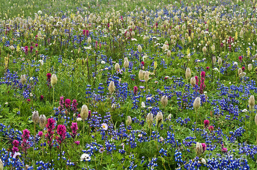 Nature Photograph - Field of Wildflowers by Greg Vaughn - Printscapes