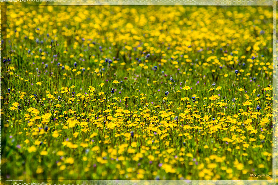 Field Of Wildflowers Photograph by Mick Anderson