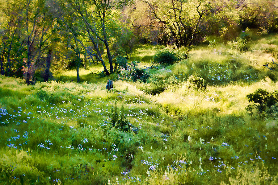 Field of Wildflowers Photograph by Susan Eileen Evans