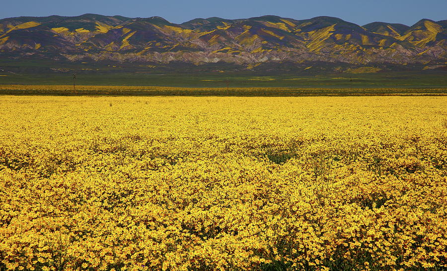 Field of yellow blanket the valley floor at Carrizo Plain National Monument Photograph by Jetson Nguyen