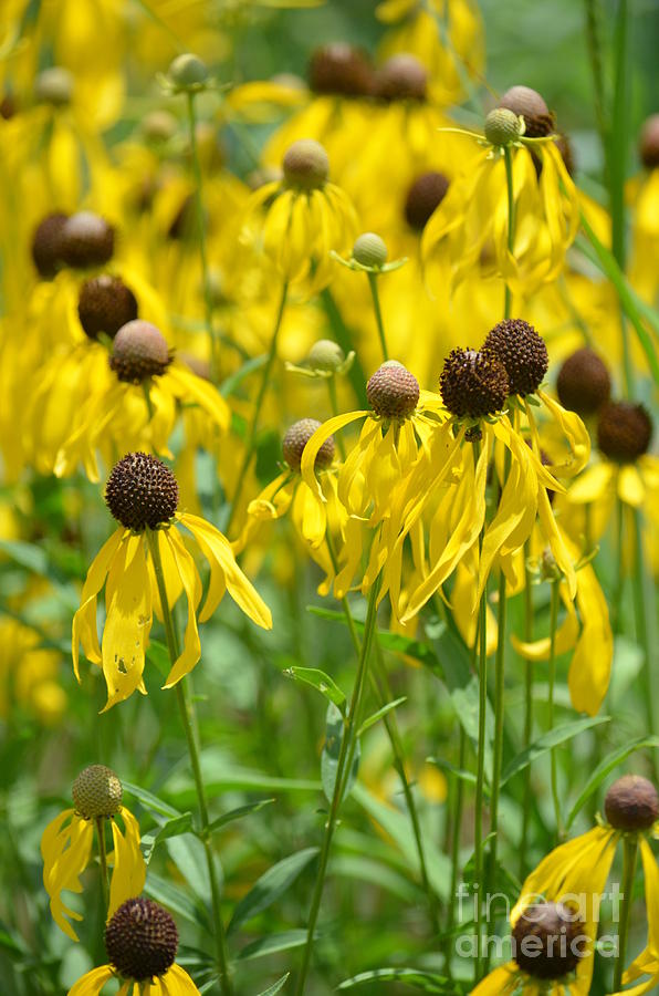 Field of Yellow Coneflowers Photograph by Maria Urso