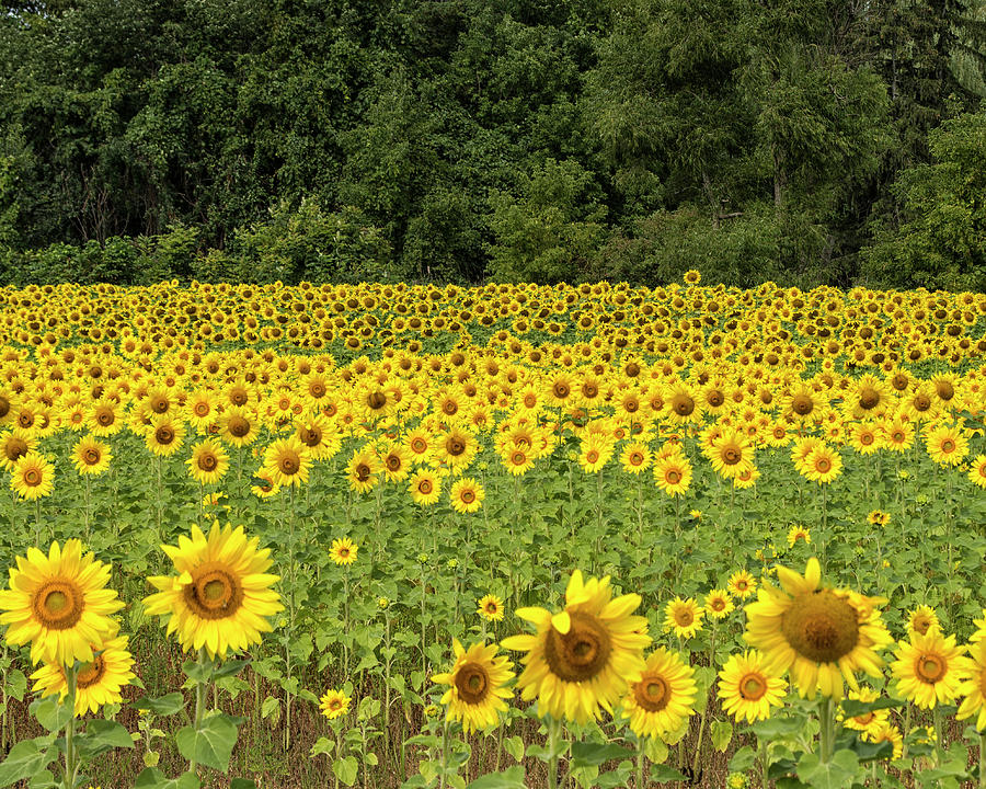Field of yellow Photograph by Deborah Ritch
