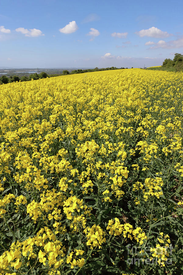 Field of Yellow England Photograph by Julia Gavin