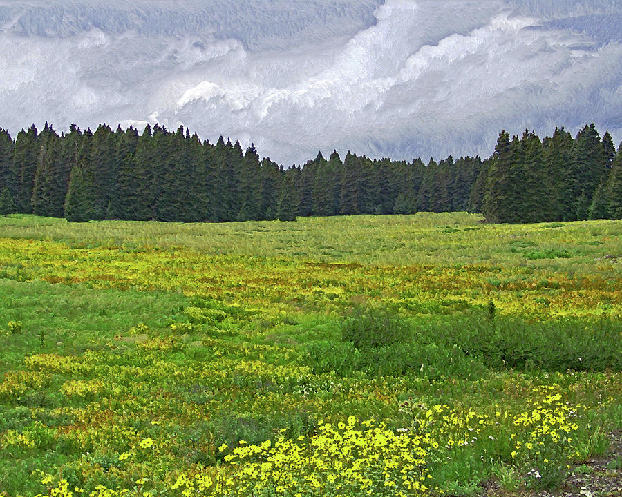 Landscape Photograph - Field of Yellow by Ernest Echols